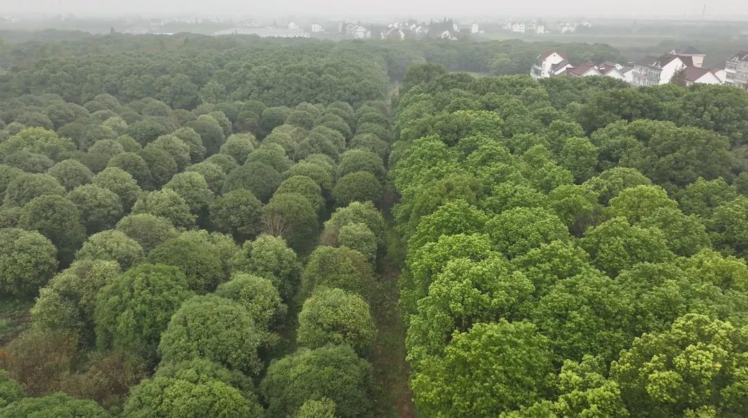 隔着屏幕都能闻到香味！金山这个超大的桂花园又迎来高光时刻