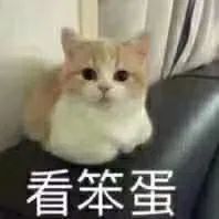 沙雕表情|猫咪揣手手看笨蛋表情包