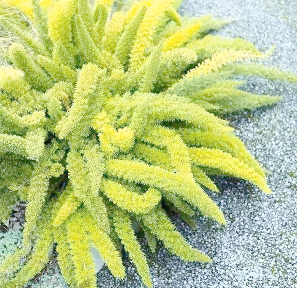 狐尾天门冬:优雅的垂钓者,拥有独特叶片与茎部结构的多年生攀缘植物