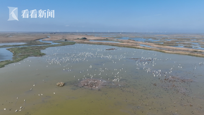 他10年拆了1700张网 放归被困鸟儿330余只