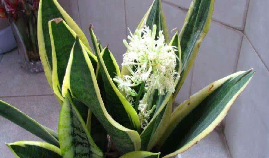 摆5种"财富花",享开花好运,珍惜养家之福