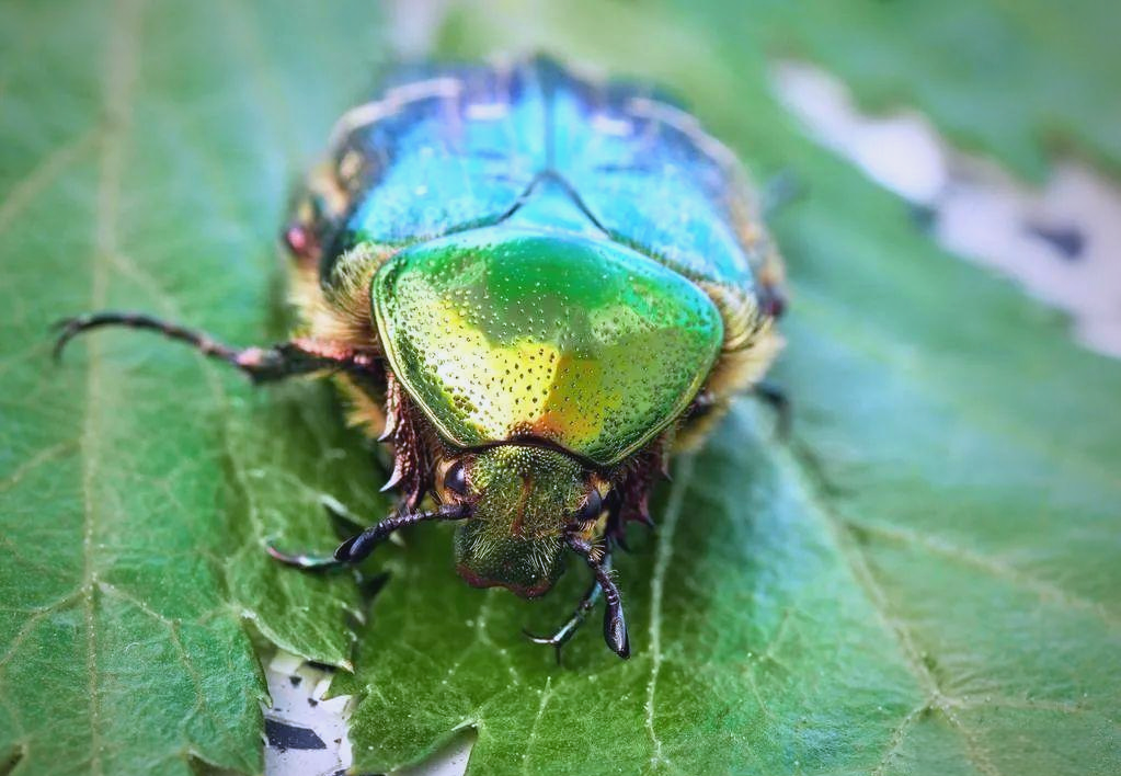 金龟子:昆虫界的传奇生物,一身"金甲"引人瞩目