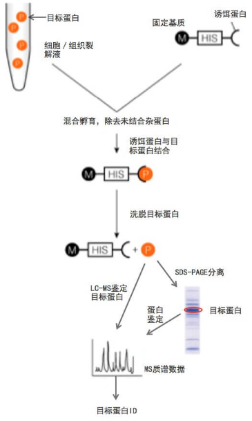pull-down互作蛋白质谱鉴定