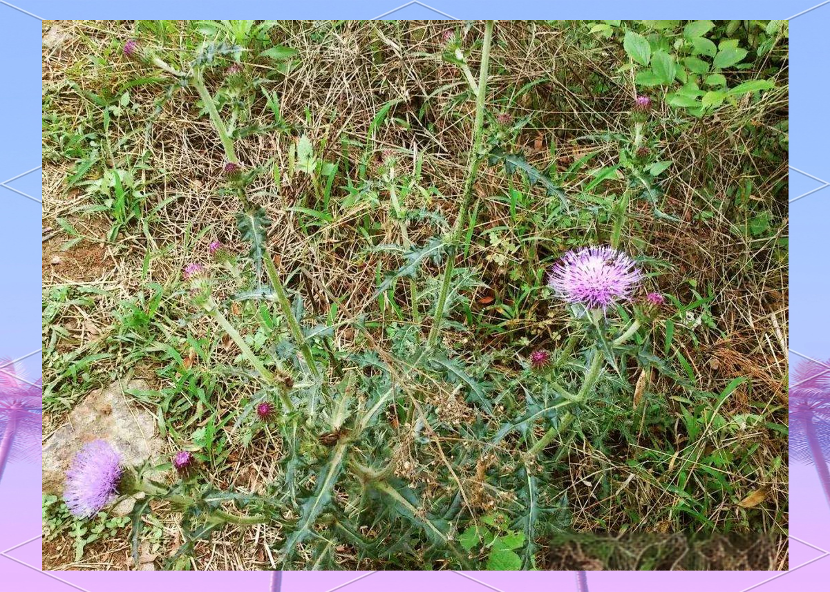 农村常见野草牛口刺,农民常用其止血消肿,却鲜知其根可食用