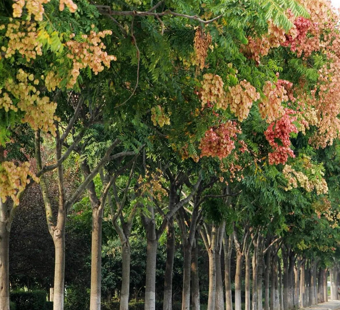 石家庄只有新乐确立了市树,市花,还有三个县仅确立了县树