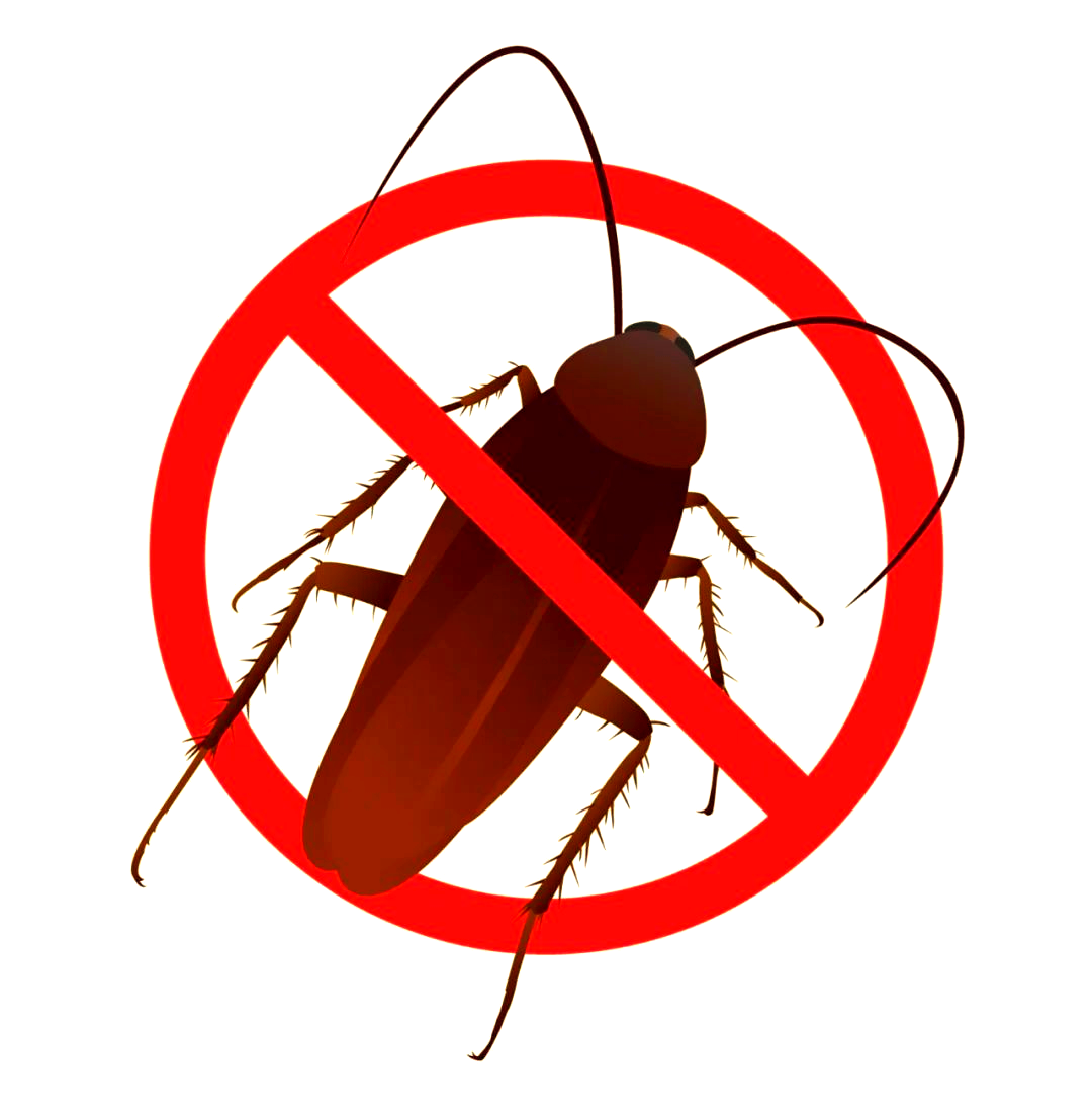 南北蟑螂差异揭秘:为何南方蟑螂体型更大?