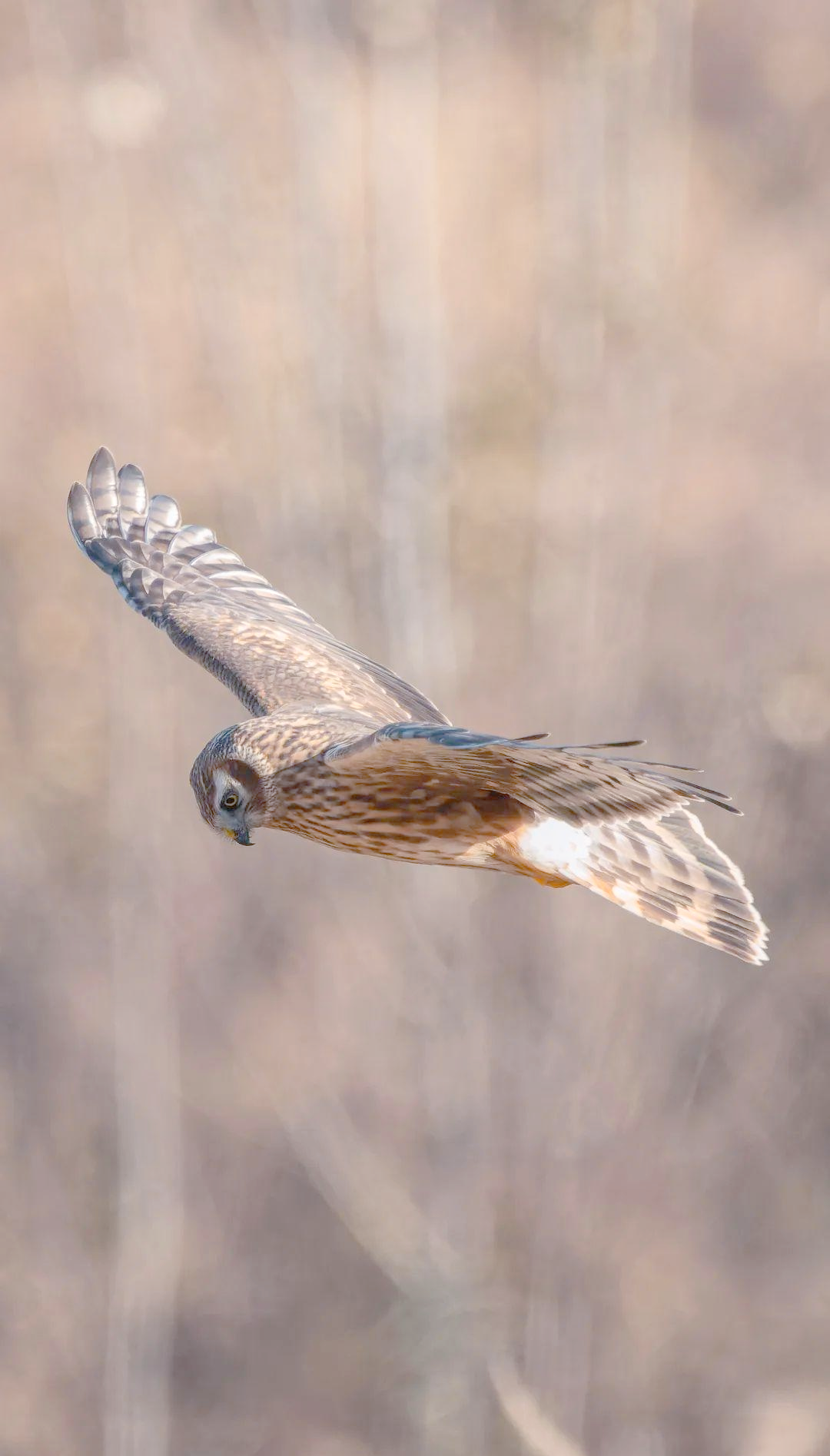 白尾鹞的识别与习性全指南
