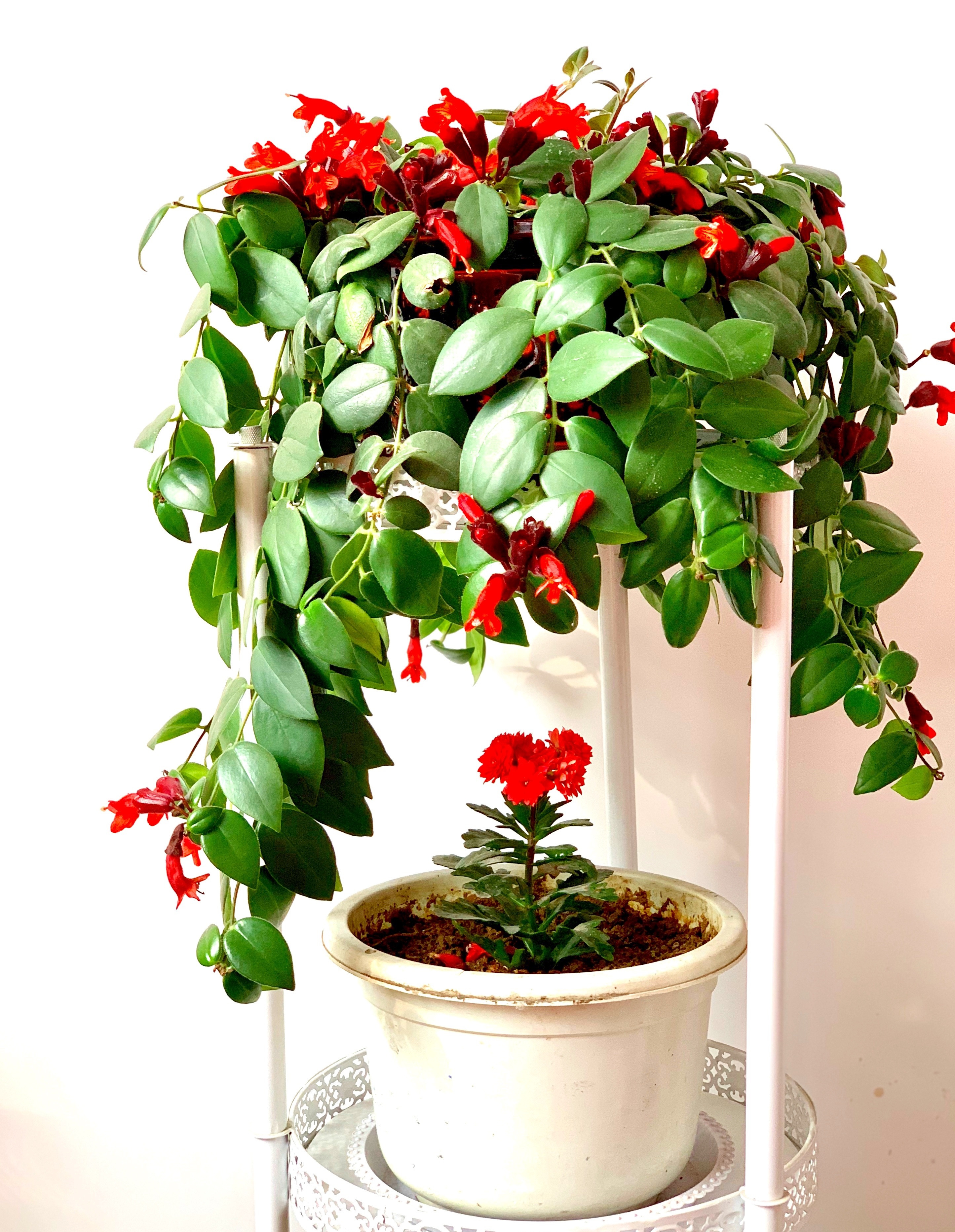 芒毛苣苔北阳台也能养的花耐阴好养活花叶俱美你值得拥有