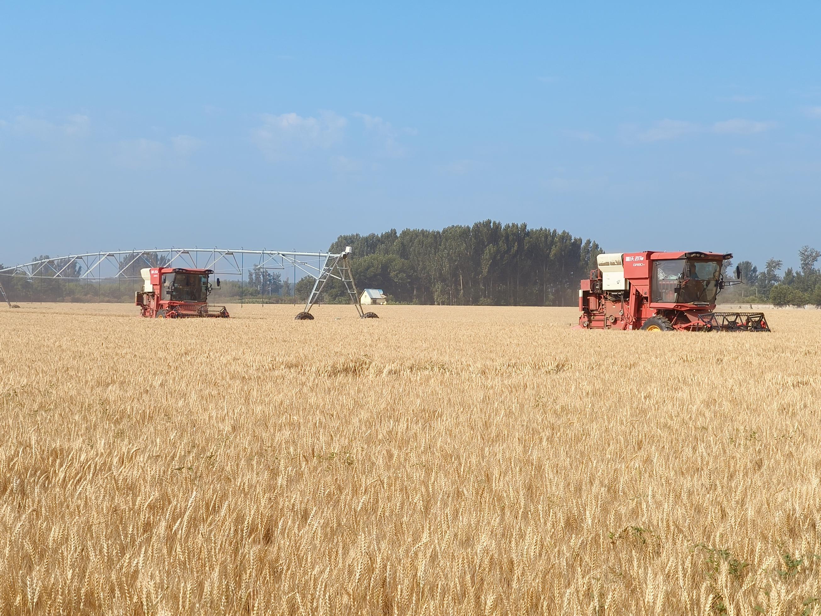 丰收已成定局!北京40万亩小麦进入收获高峰期