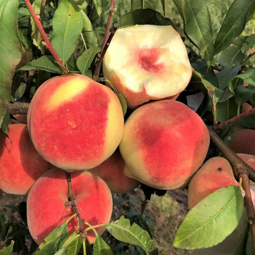 大部分人都没尝过的金秋红蜜桃,开箱立抢光,一咬就流"槐花蜜"!