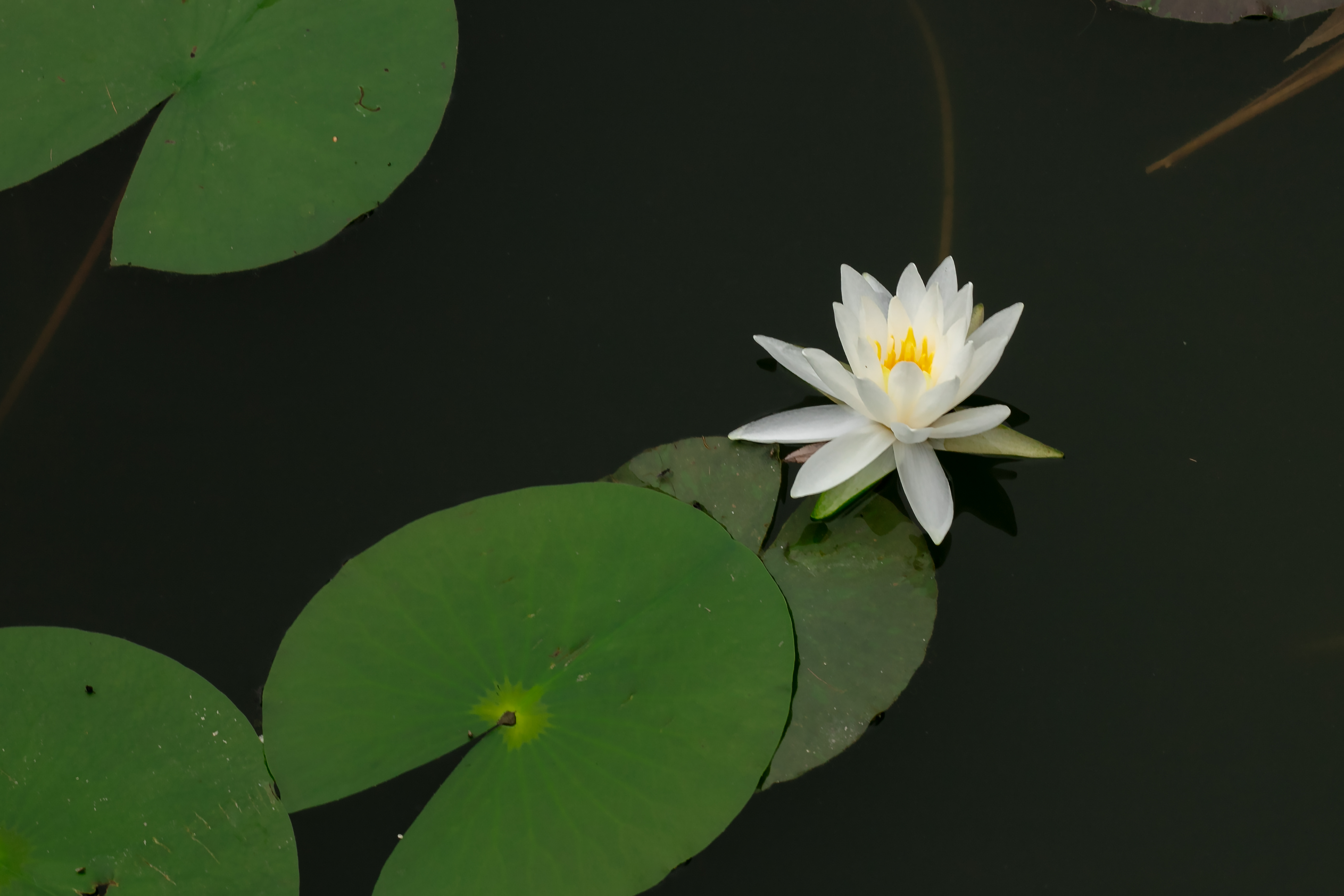 宝坻荷花池的睡莲开了太美了吧