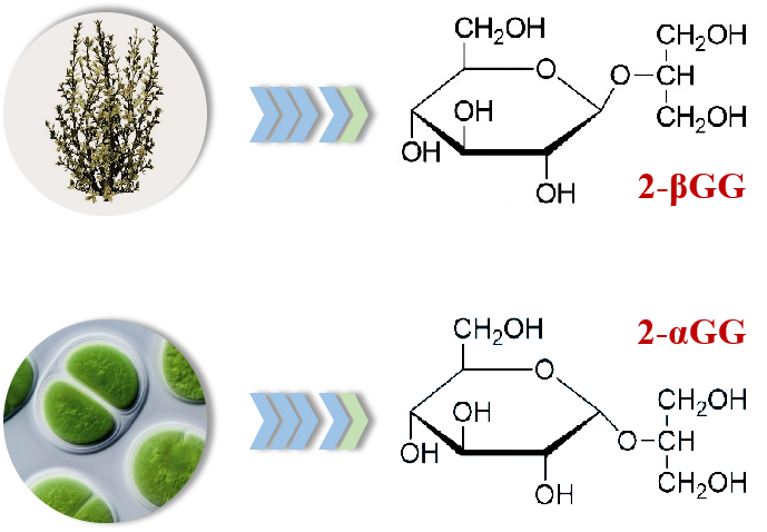 做自然的译者:走进甘油葡糖苷的绿色生产链