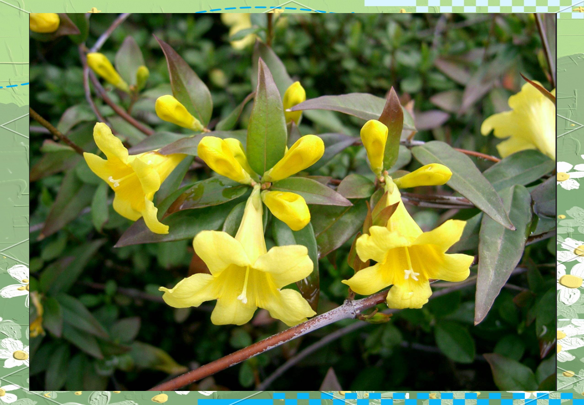 云南野花野菜的中毒风险及预防措施