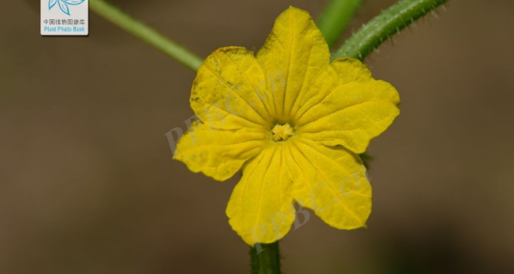 黄瓜的雄花和雌花的区别