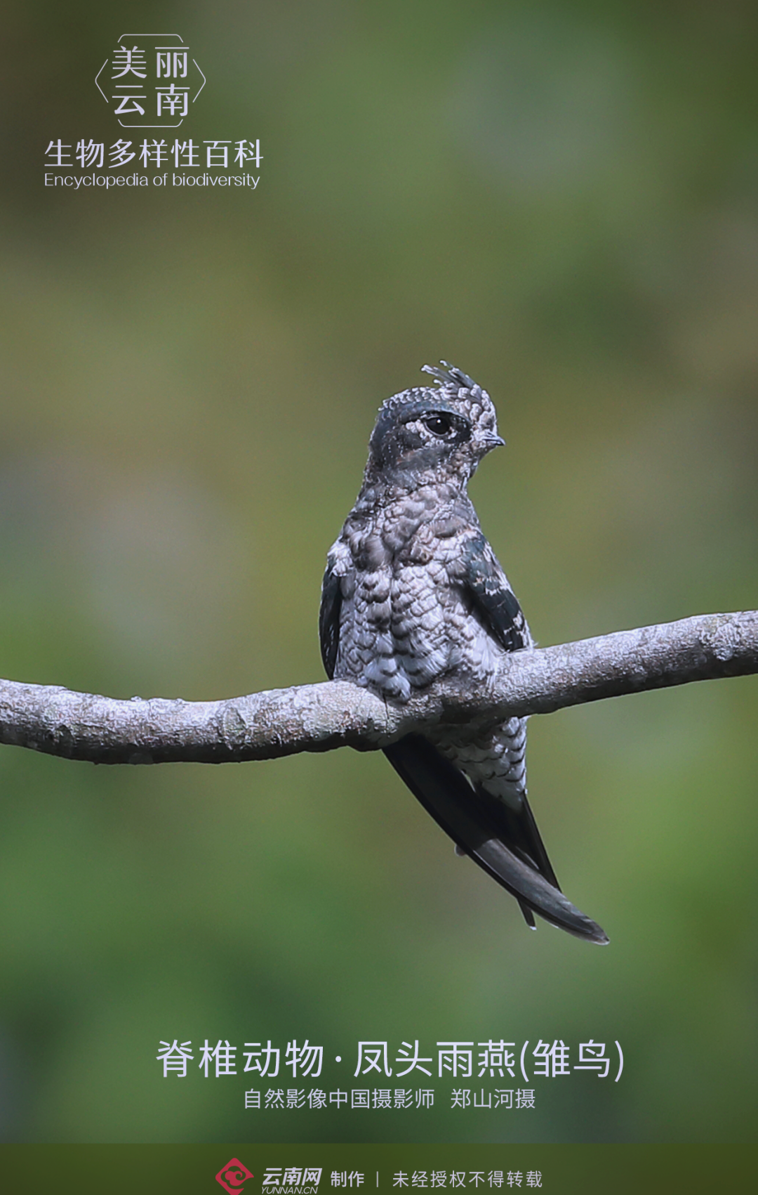 凤头雨燕:云南珍稀鸟类的独特魅力与生存智慧