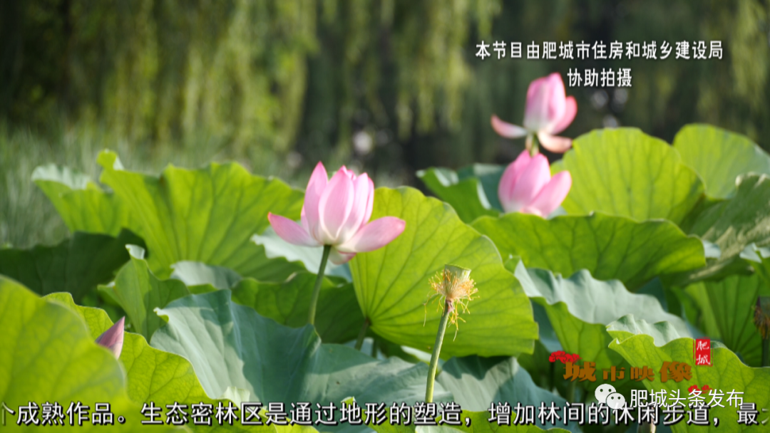 「城市映像」|肥城"范蠡公园",网红打卡地慢赏时光大片来袭