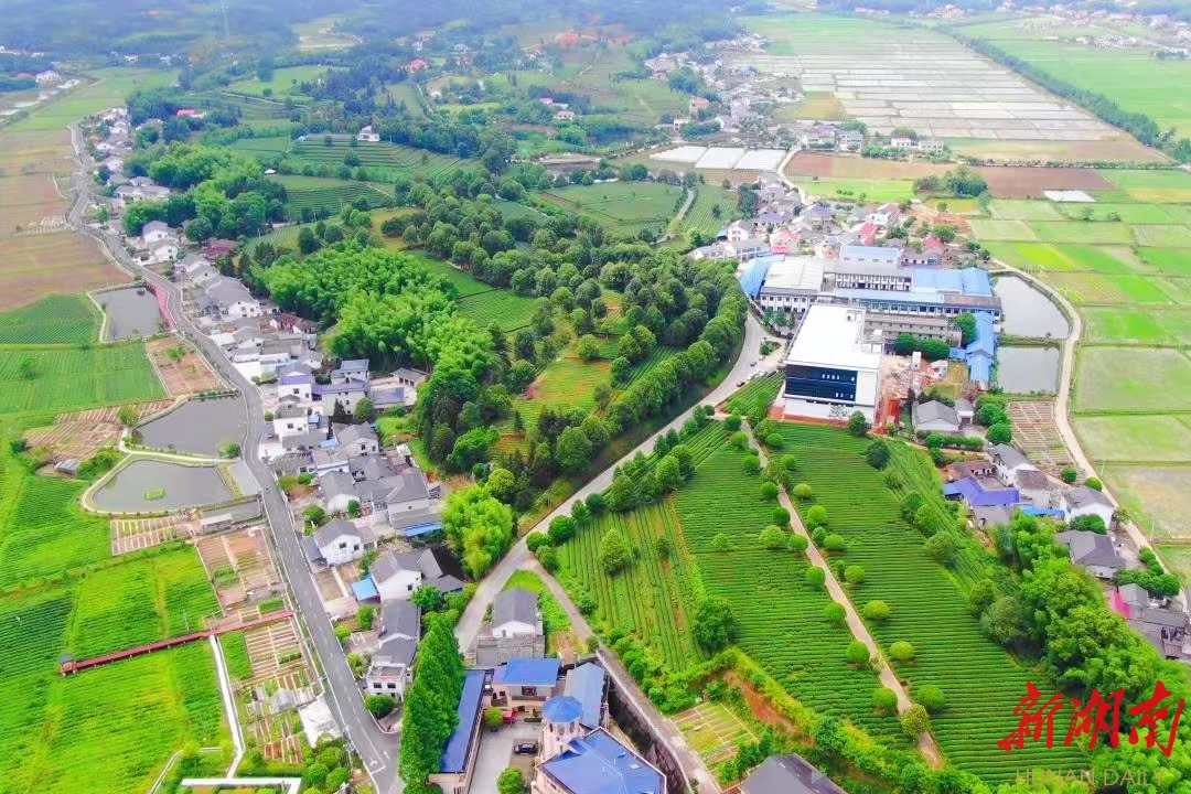 农村集体经济看长沙⑥丨"金龙"腾飞——长沙县金井镇金龙村妙手巧做茶