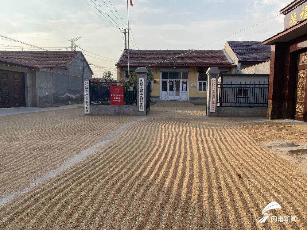 颗粒归仓保丰收!庆云县东辛店镇抢收晾晒进行时