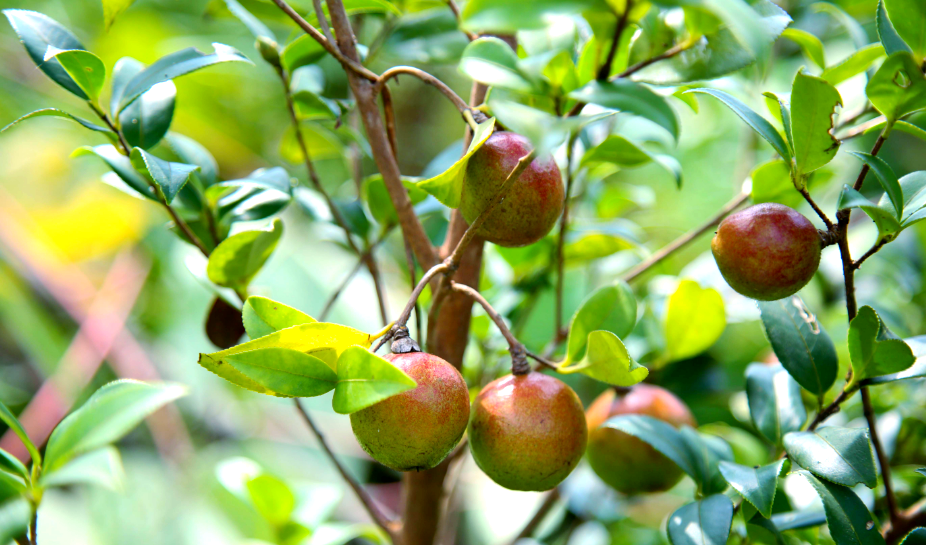 天等县福新镇:油茶产业蓬勃发展,群众积极管护