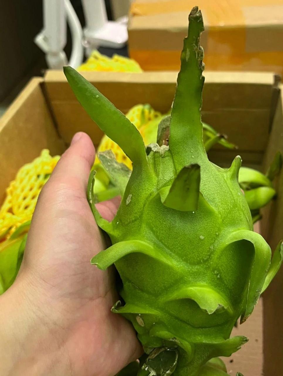 第一次见绿色火龙果