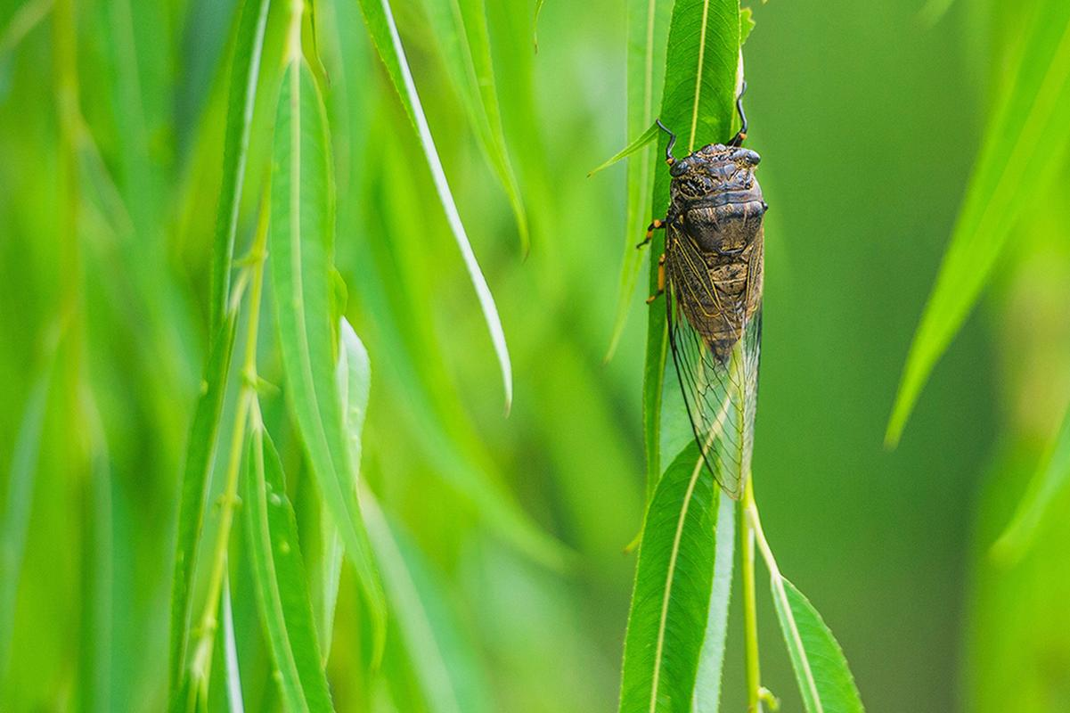 超级冰的奥秘与蝉鸣的生命启示