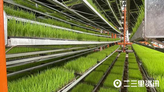 城固龙头镇水稻育秧实现"工厂化",流水线务农你见过吗?