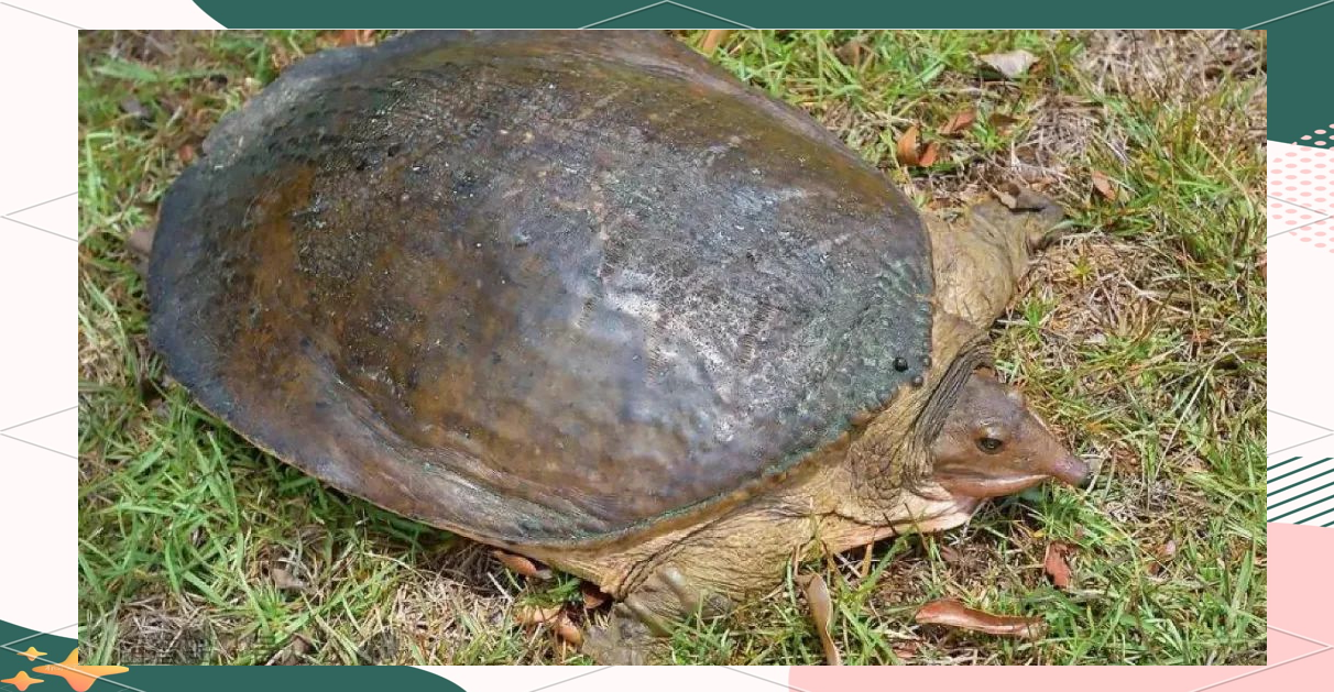 美国珍珠鳖在中国:生态威胁还是美味佳肴