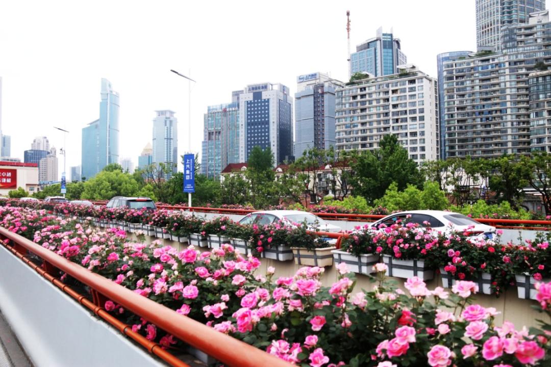 【探索】公园城市建设中的立体绿化,你知道哪些?