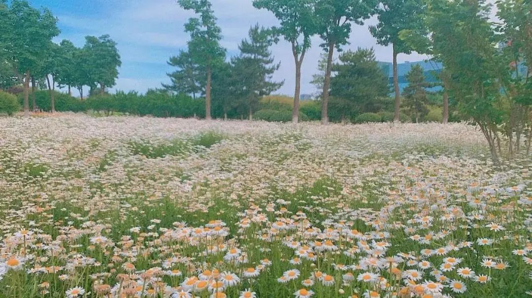除了雁南公园漂亮的小雏菊花海, 【新寺遗址公园】也有大片的雏菊花海