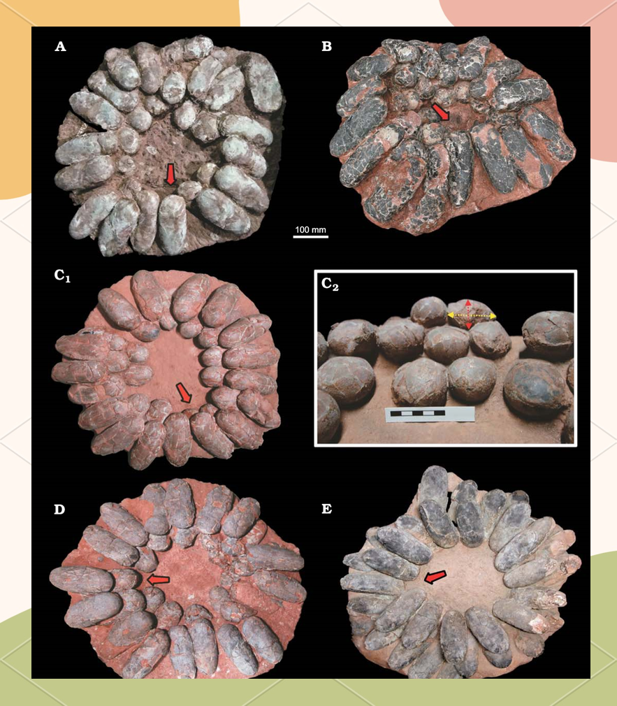 恐龙进化之谜:窃蛋龙如何成为好爸爸