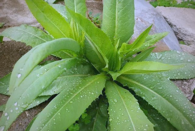 苦麦菜:一种带有苦味的特殊蔬菜,不常见但美味营养