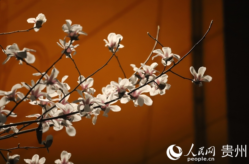 贵州贵阳:抬头见春跃然枝头