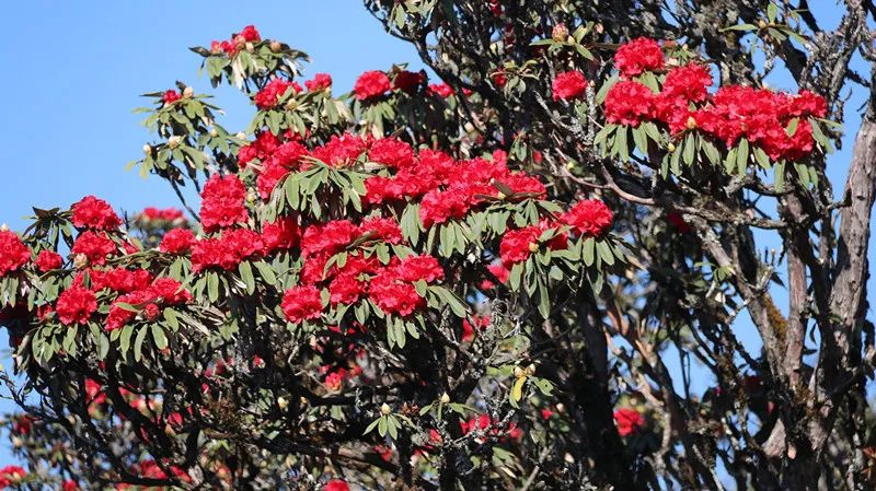 巍山断山花开正浪漫