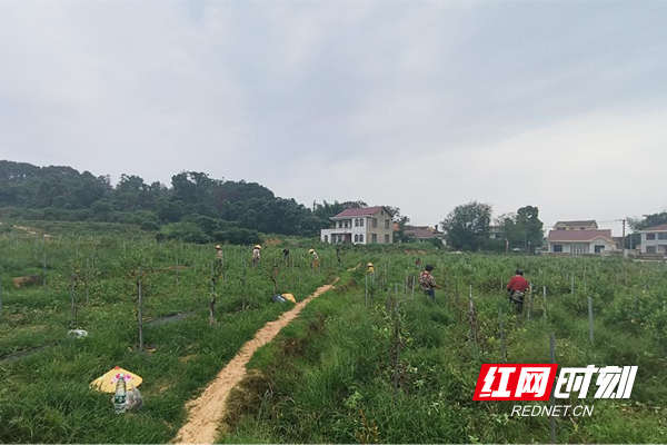 桃源木塘垸镇:党员带头兴产业 集体经济结硕果