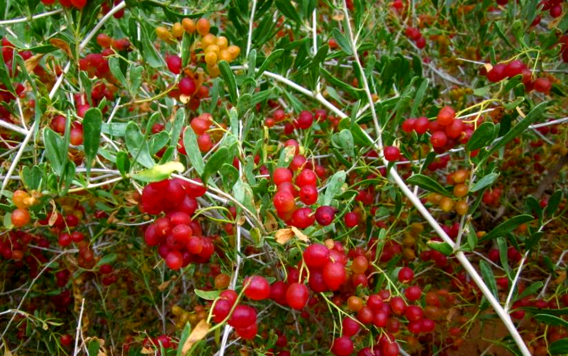 白刺果:沙漠中的绿色瑰宝,营养丰富的野生水果
