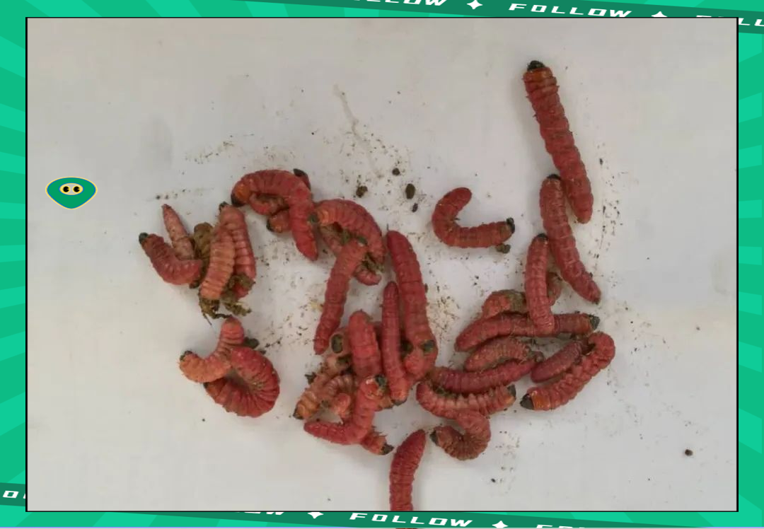 榆木蠹蛾:危害多样,常见于多种树木的钻蛀性害虫