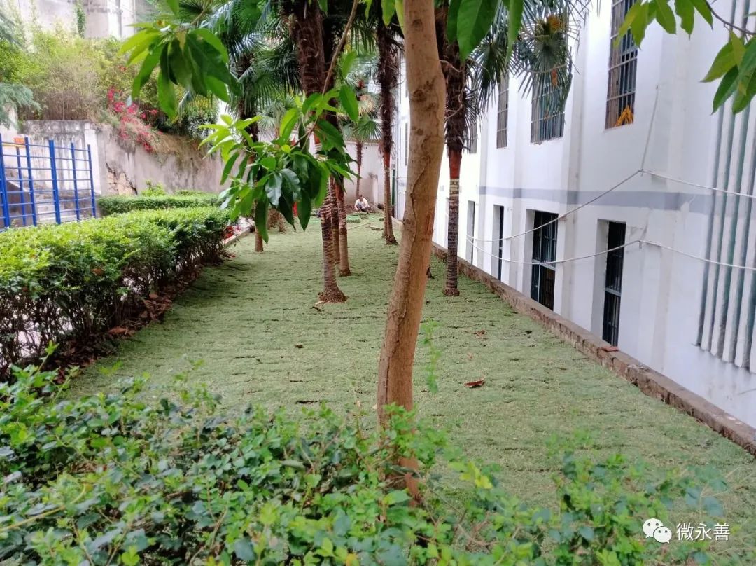 我为校园添份绿丨桧溪镇中心校开展铺植草坪活动
