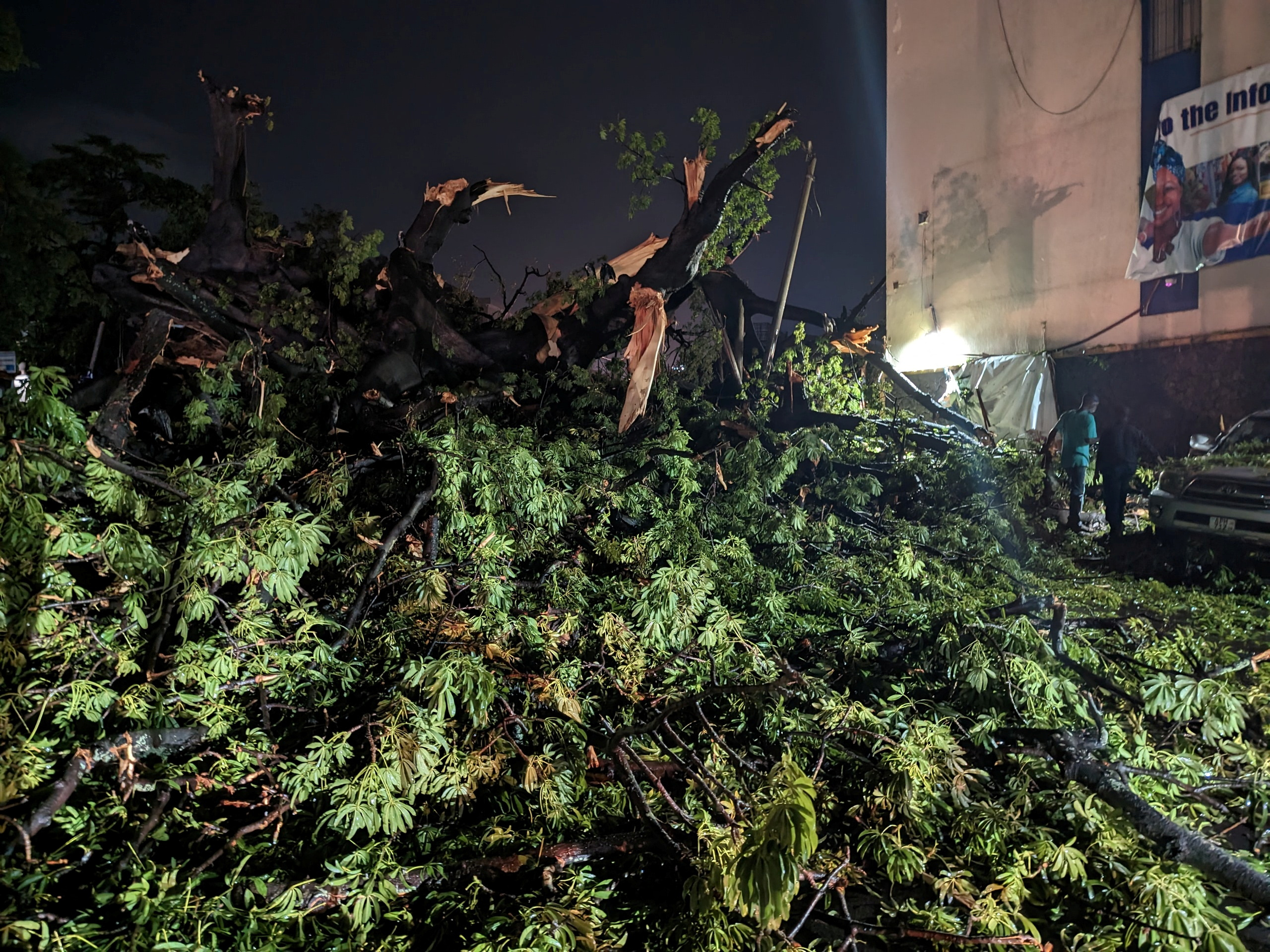 塞拉利昂首都标志性木棉树倒塌