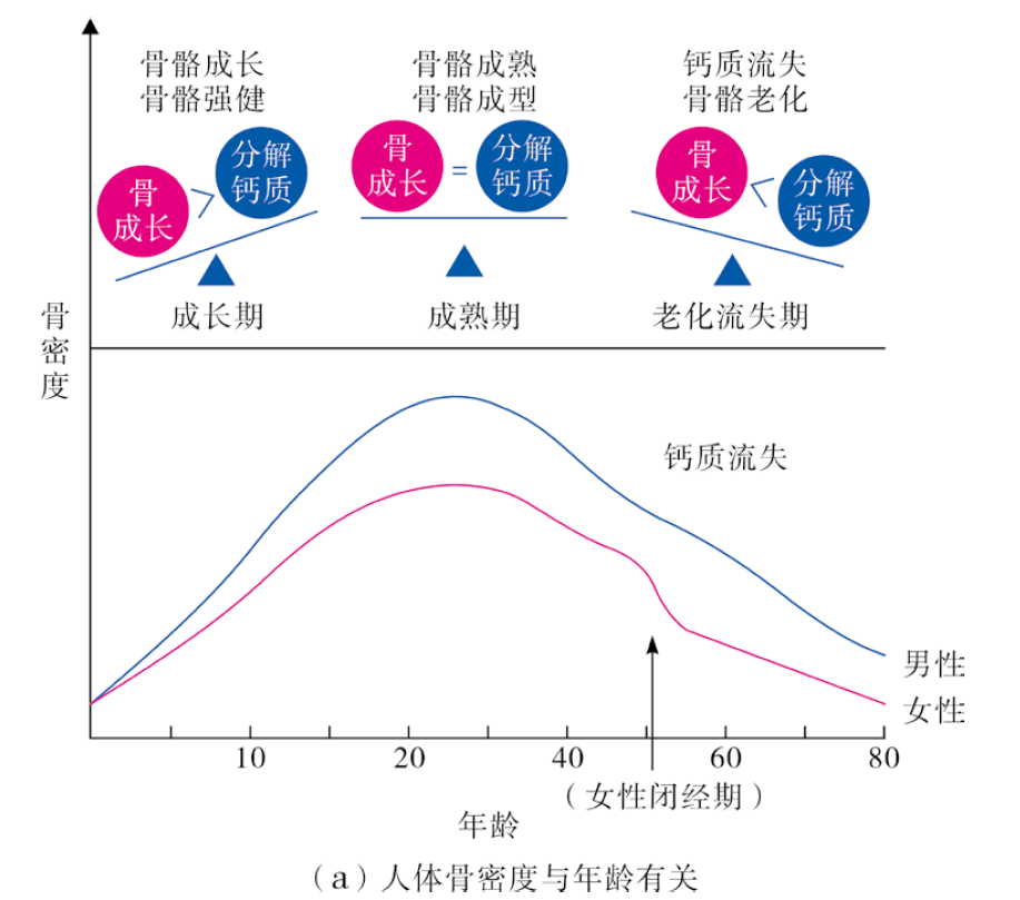 人体骨骼在不同年龄段的新陈代谢