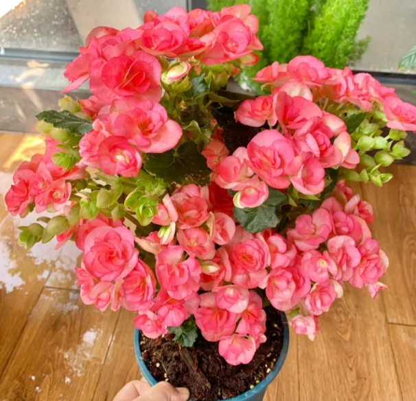 十大最难养的花,你敢挑战吗?