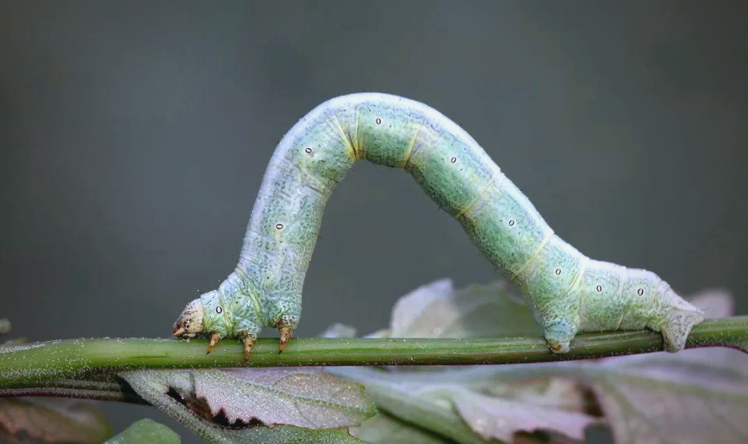 春夏之交,尺蠖虫高发,虽不咬人却令人不适