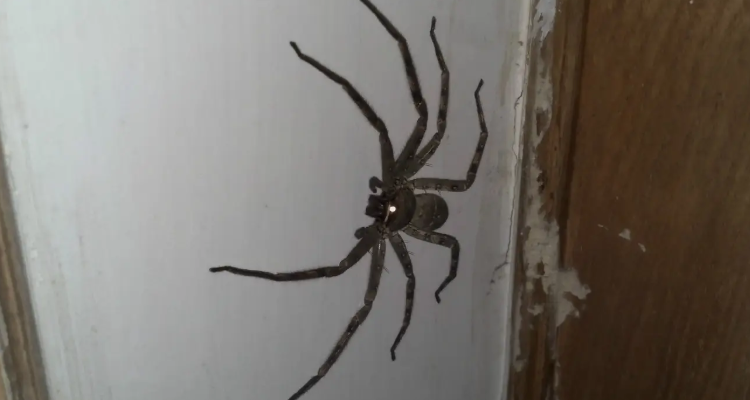 大蜘蛛会不会咬人