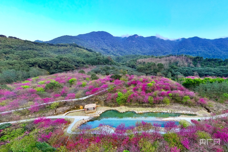 福建福清灵石山:万株山樱花盛放迎游客