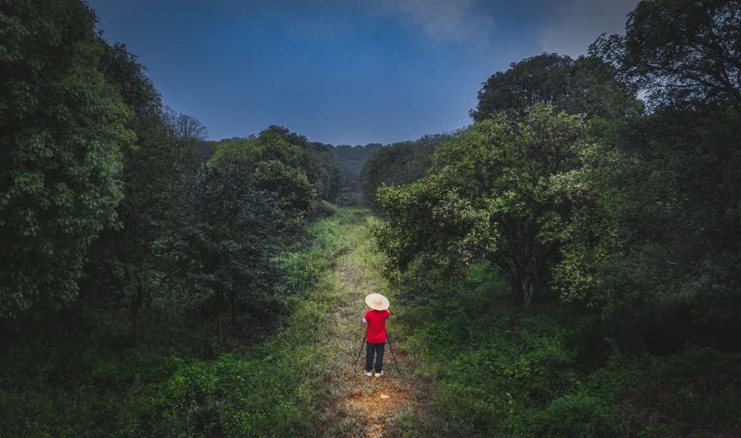 隔着屏幕都能闻到香味！金山这个超大的桂花园又迎来高光时刻
