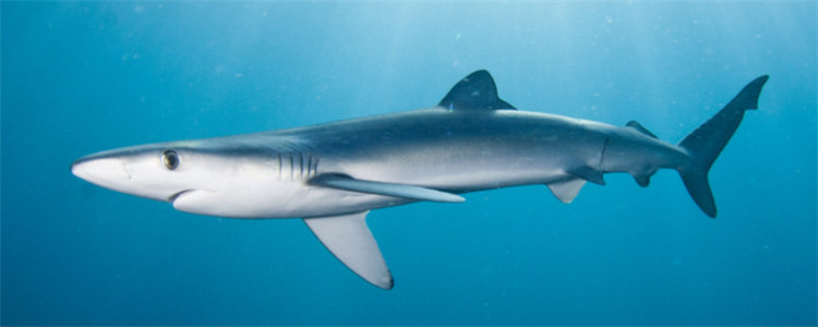 蓝鲨鱼水温在多少度合适?蓝鲨鱼饲养方法