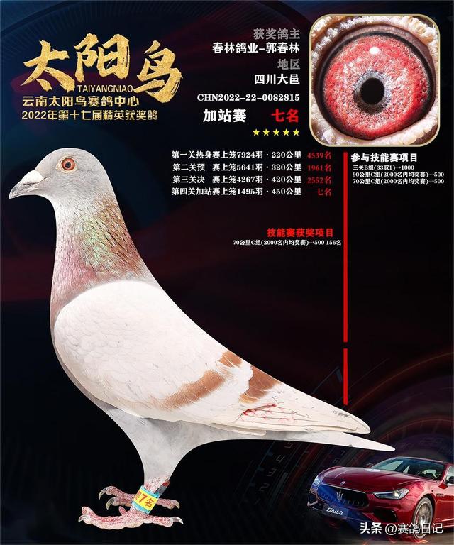 云南楚雄太阳鸟赛鸽中心2022获奖鸽展示!