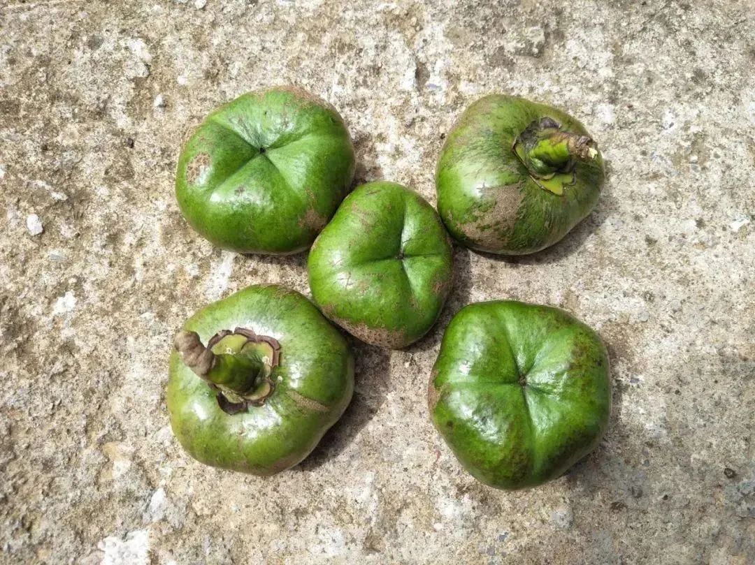 甲辰探春记:看最早油菜花海背后的"早春文旅密码"