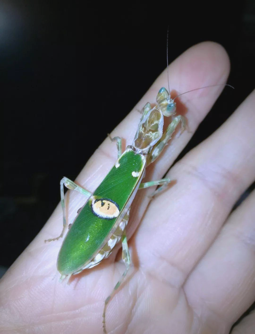 从卵到成虫:眼斑螳螂的神奇成长之旅