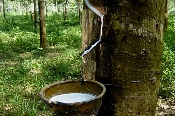 橡胶树能割胶多少年
