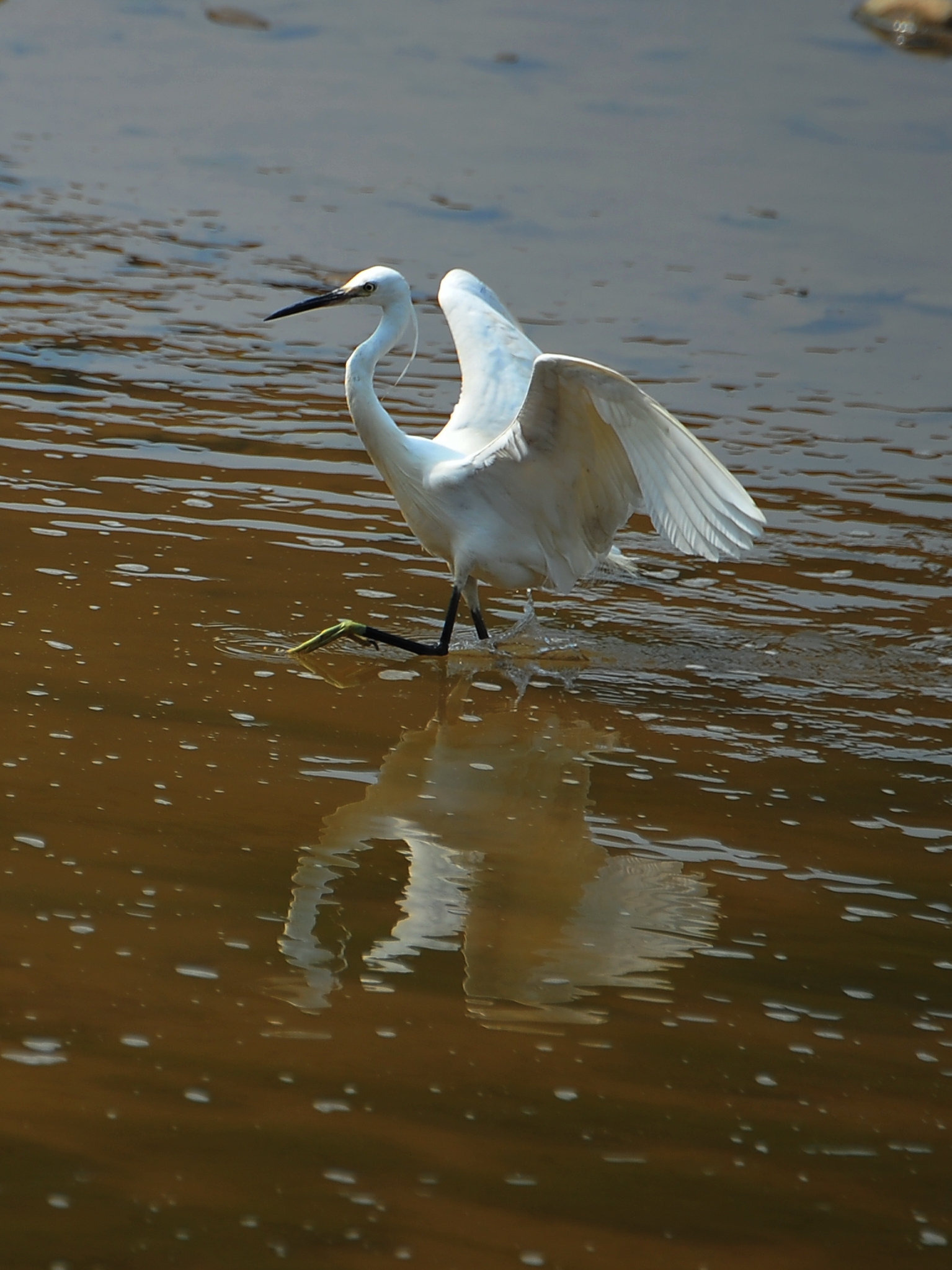 野生鸟类摄影,白鹭鸟在河滩逐食的瞬间很美妙